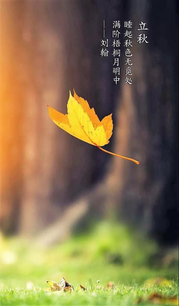 二十四节气 立秋 云天收夏色木叶动秋声